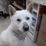 Gongju