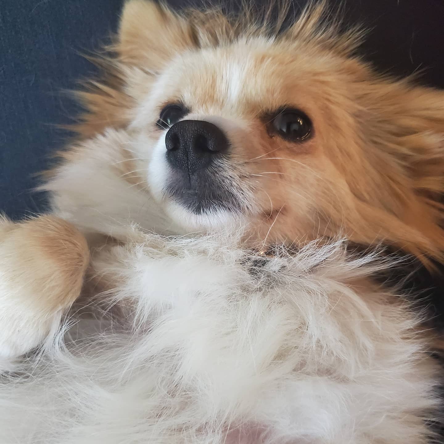 Minnow laying down being cute
