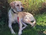 Nellie sitting down on grass