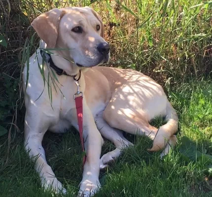 Nellie sitting down on grass