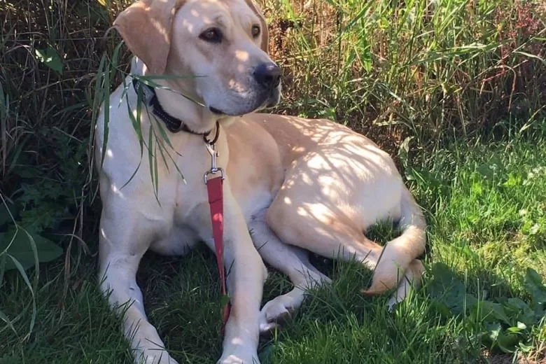 Nellie sitting down on grass