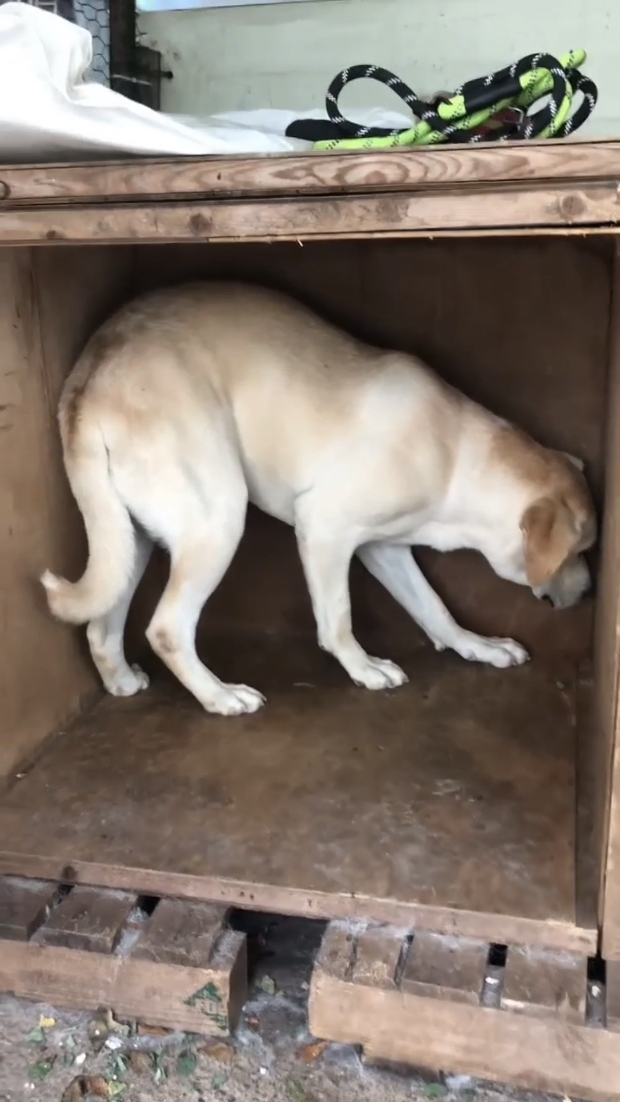 Nellie hiding in a dog crate