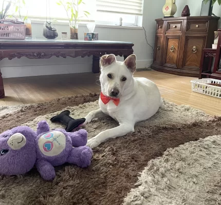 Kobe laying down with his toys, wearing a bowtie