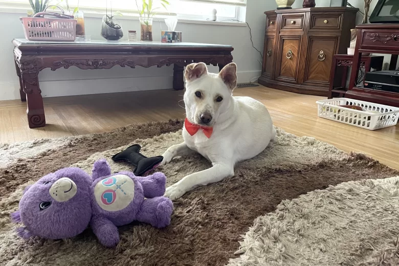 Kobe laying down with his toys, wearing a bowtie