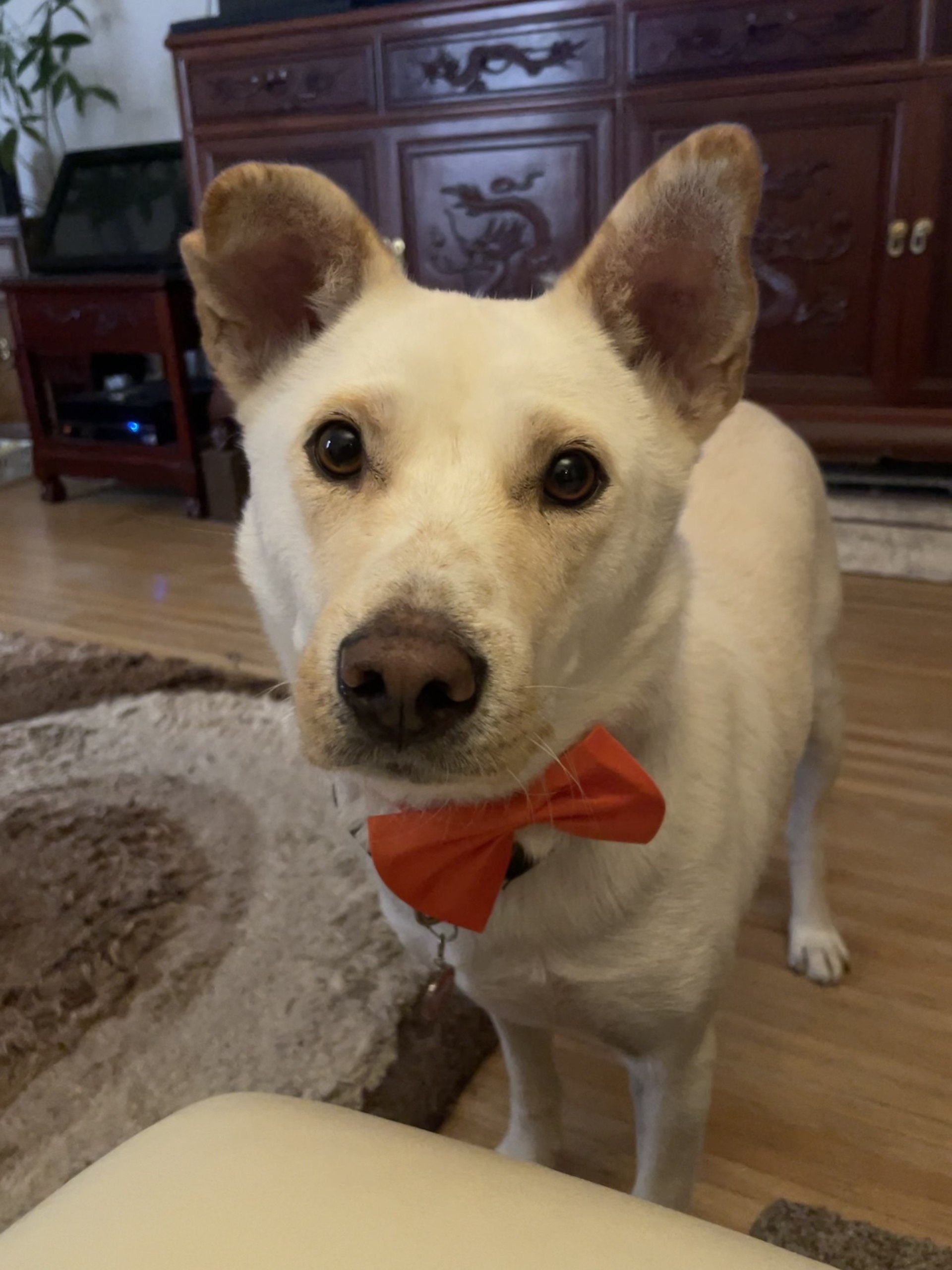 Kobe and his bowtie
