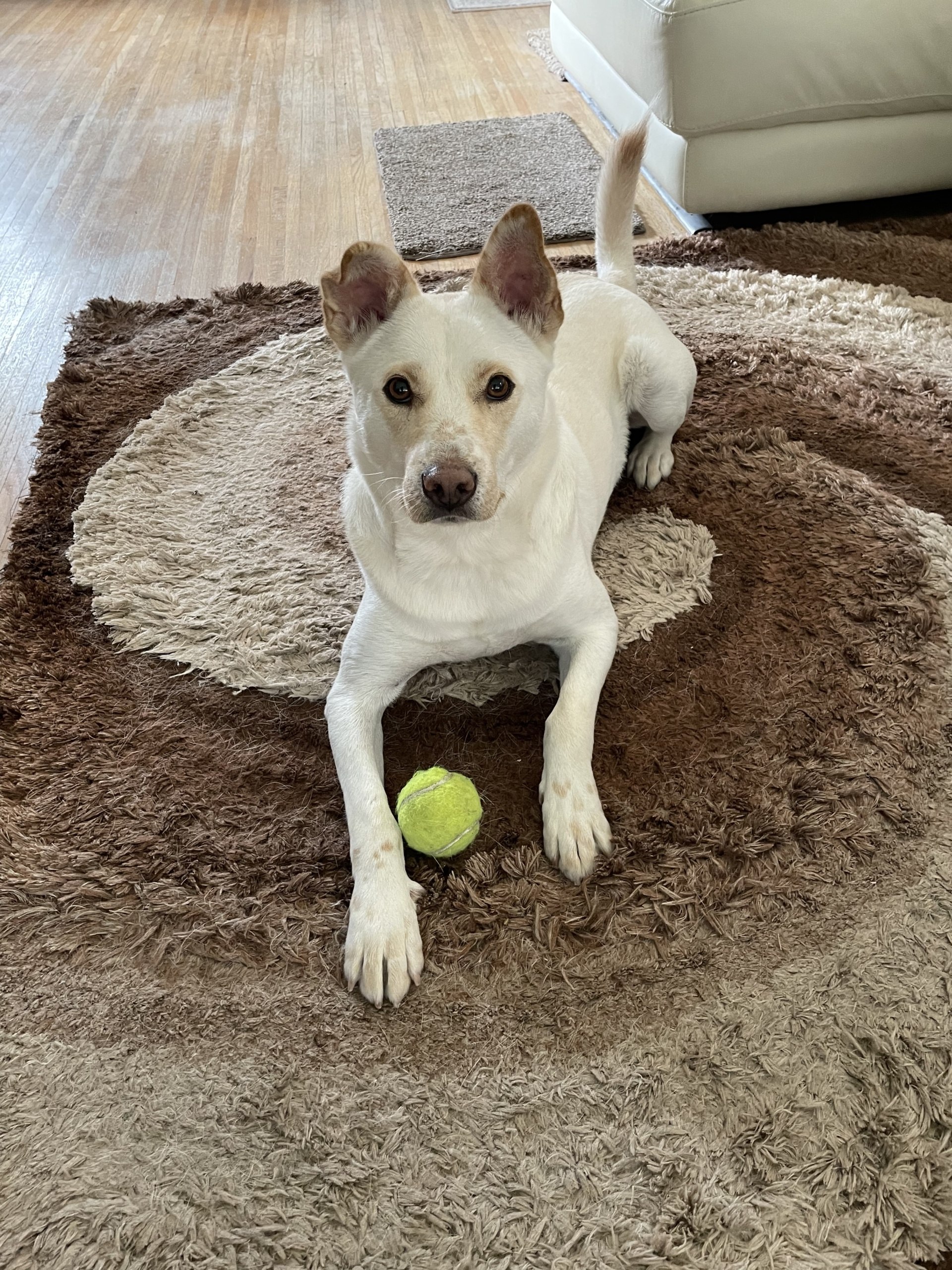 Kobe and his tennis ball