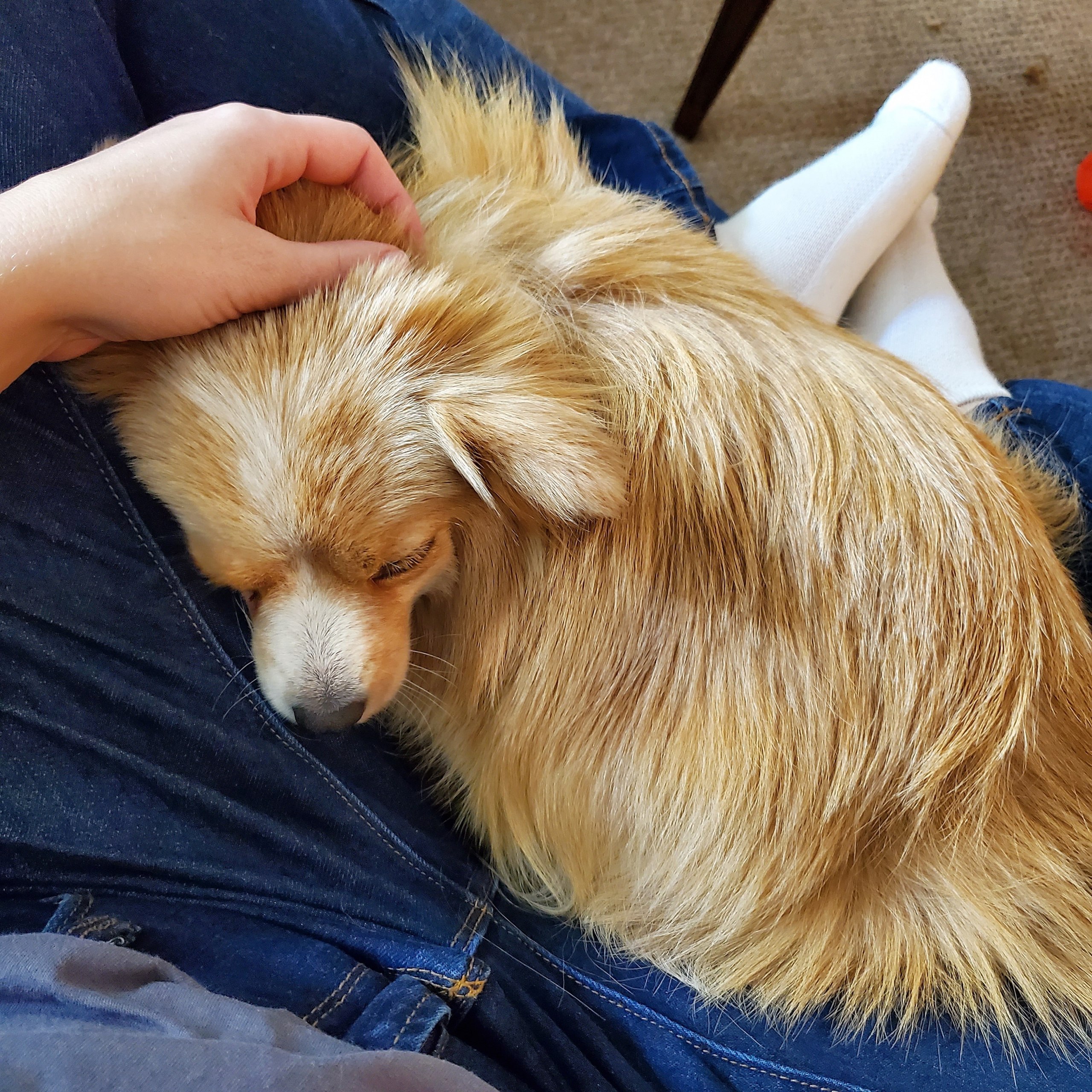 Minnow curled up on Lindsay's lap while getting head scratches