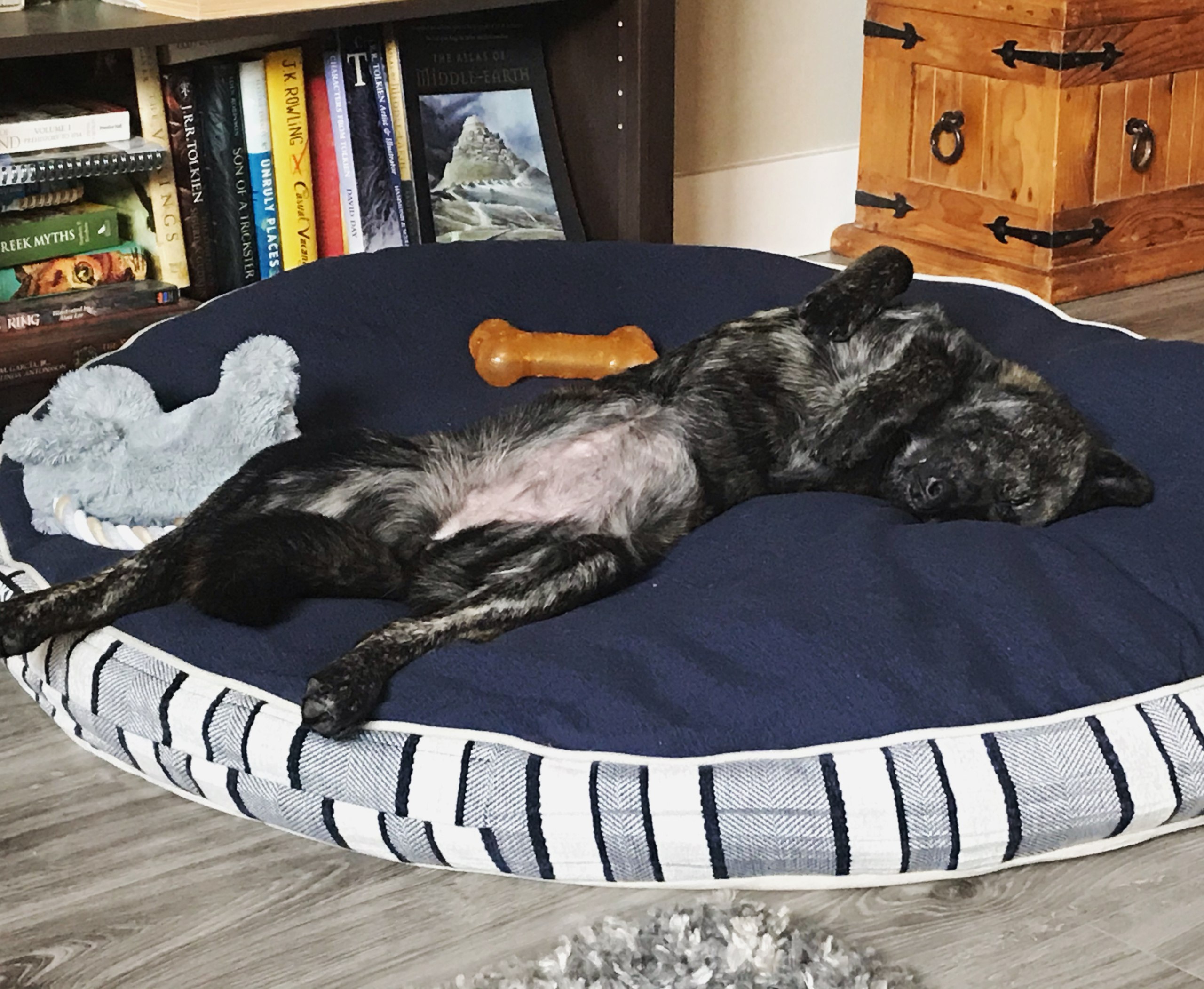 Freya relaxing on her big, comfy bed