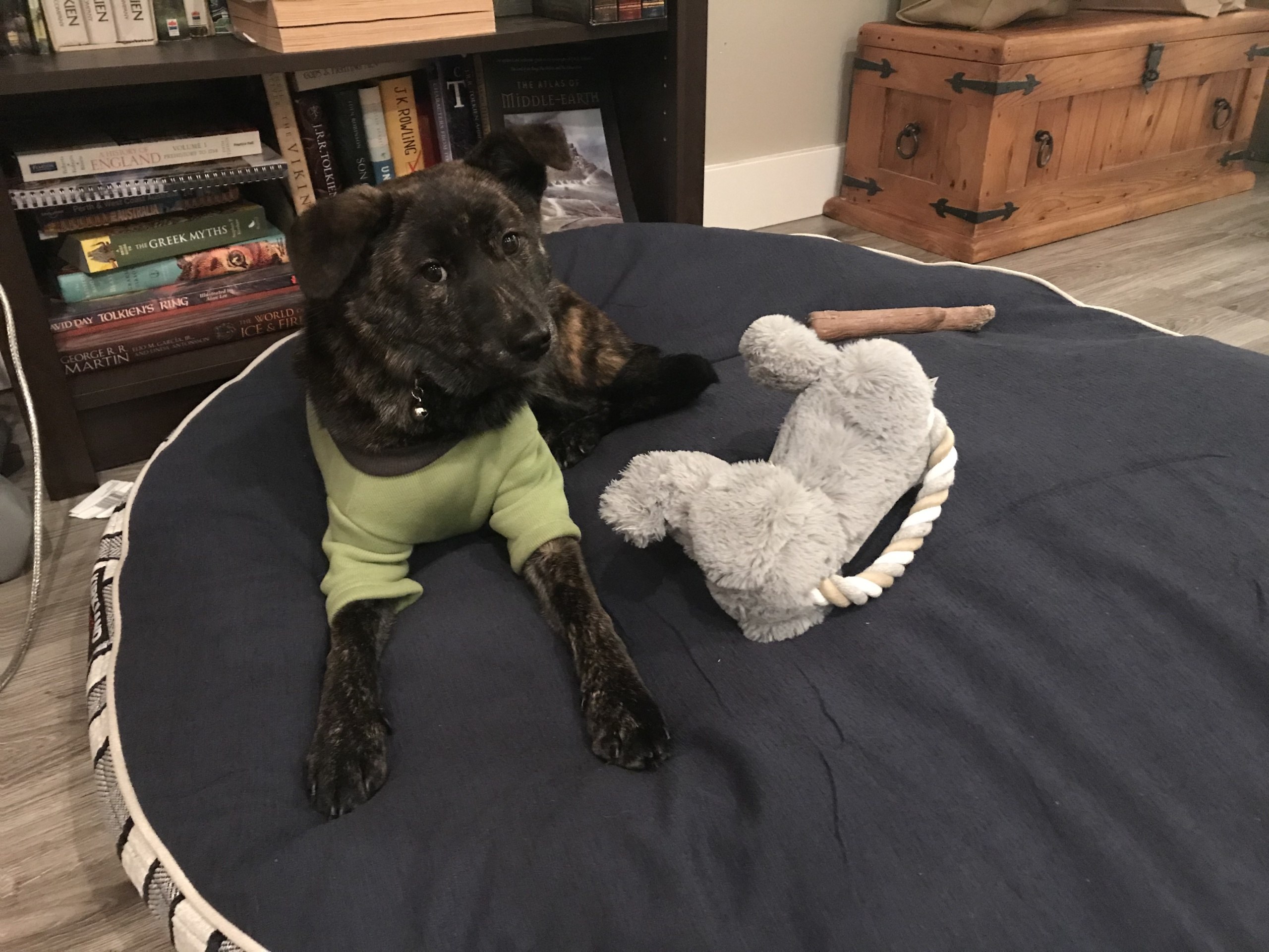 Freya relaxing on her big, comfy bed