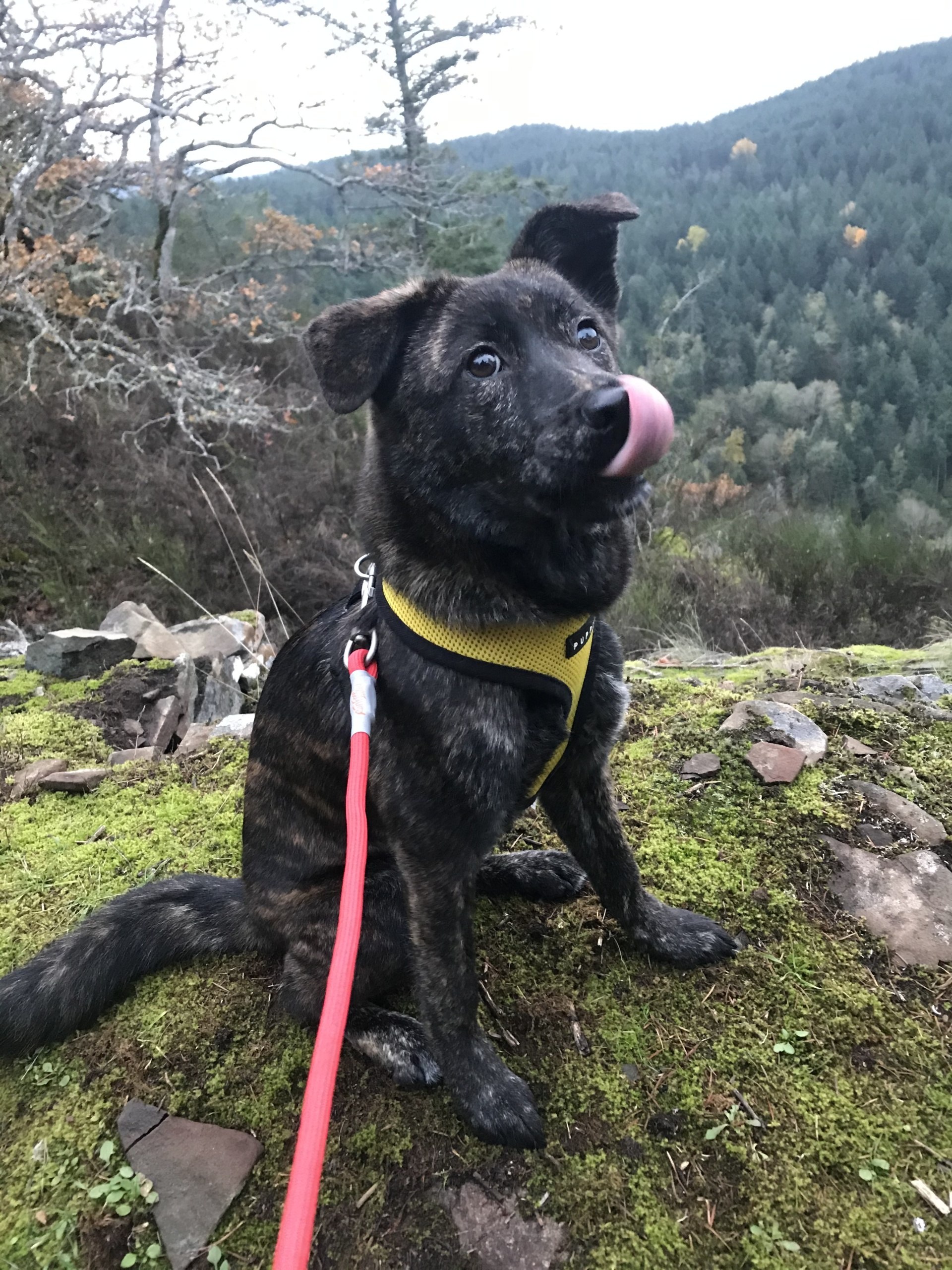 Freya enjoying a hike in the PNW