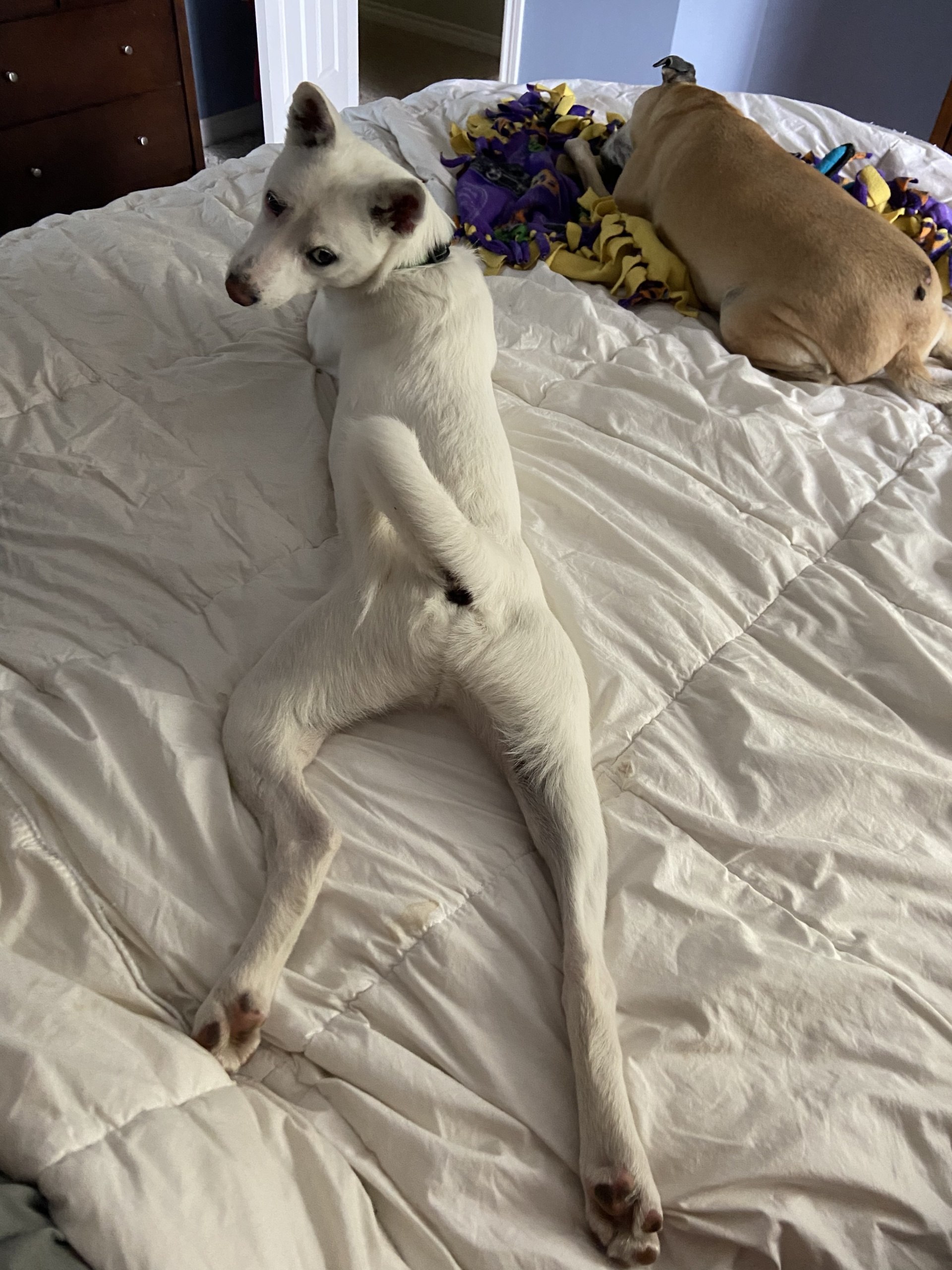 Monkey, a white Jindo mix, laying on a bed while looking back to the camera. Rocky is on the corner of the bed laying down on a snuffle mat.