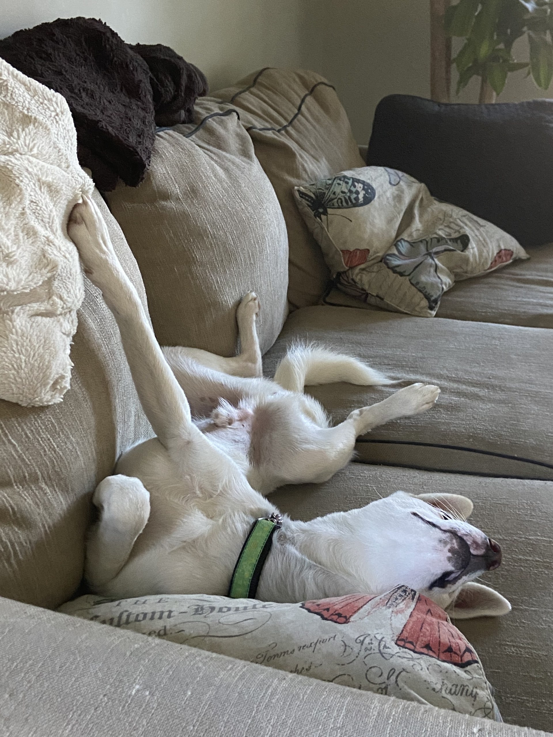 Monkey sleeping in a silly position on the couch
