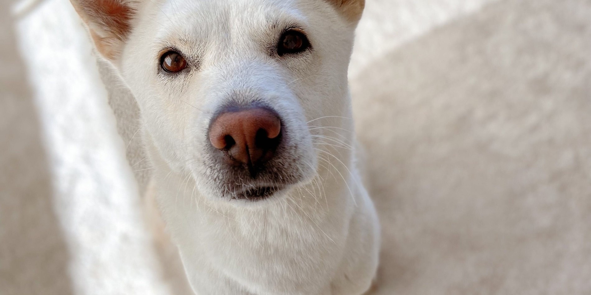 Nala looking happily at the camera