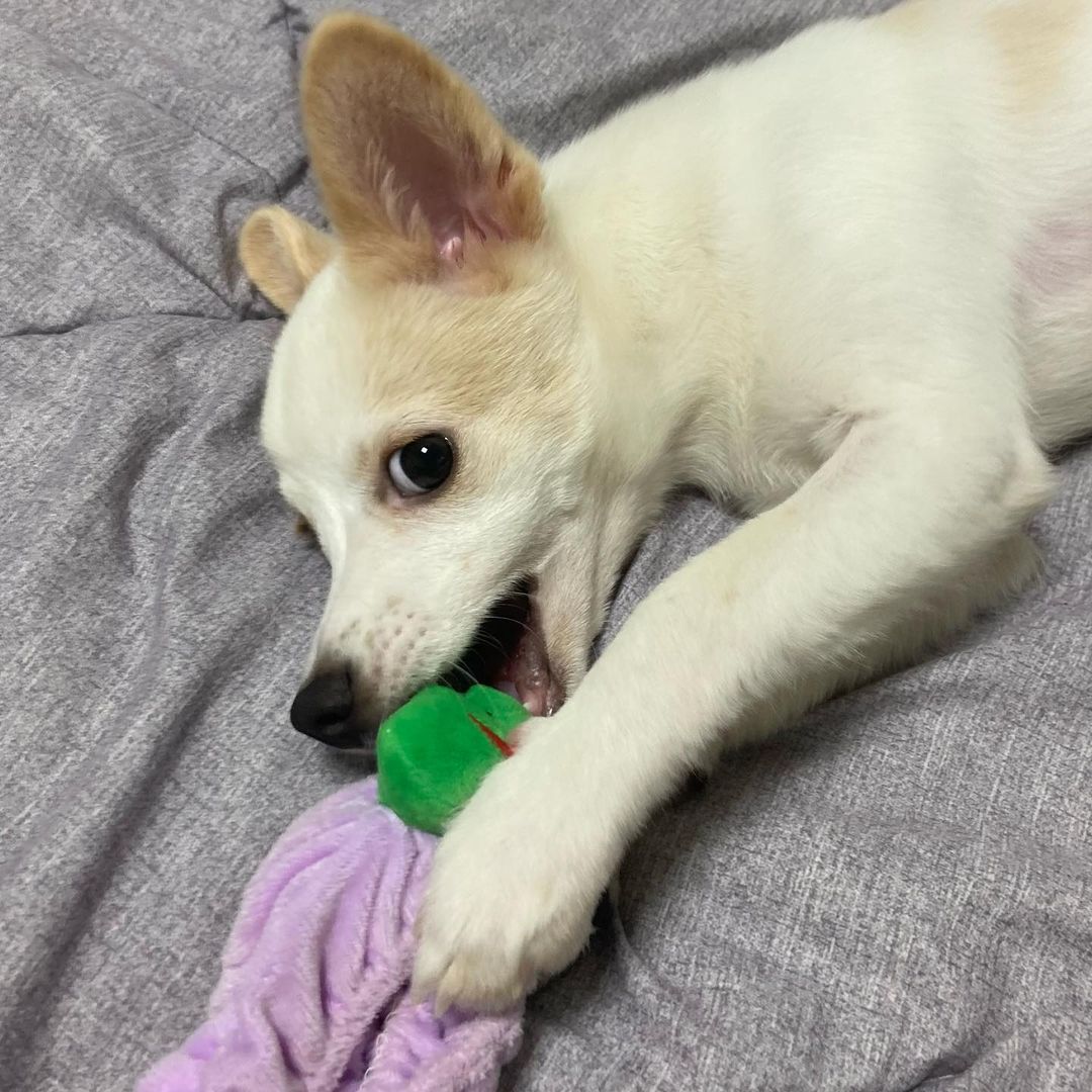 Yuna playing with her chew toys