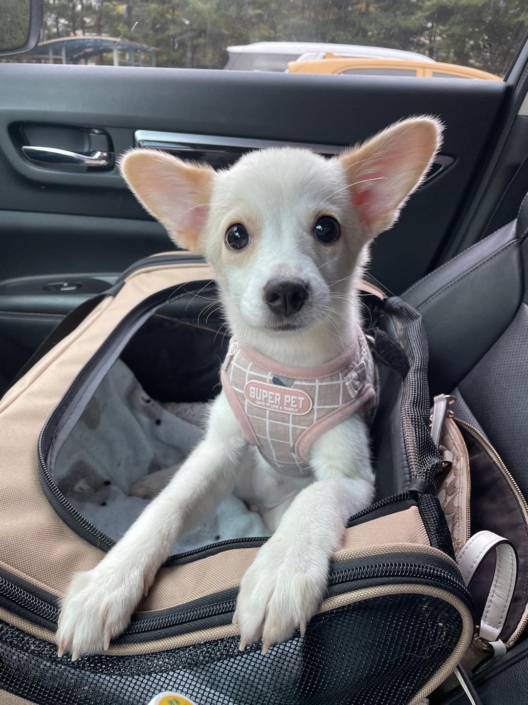 a white jindo-mix puppy named Yuna on a carrier