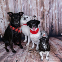 Angels dog service